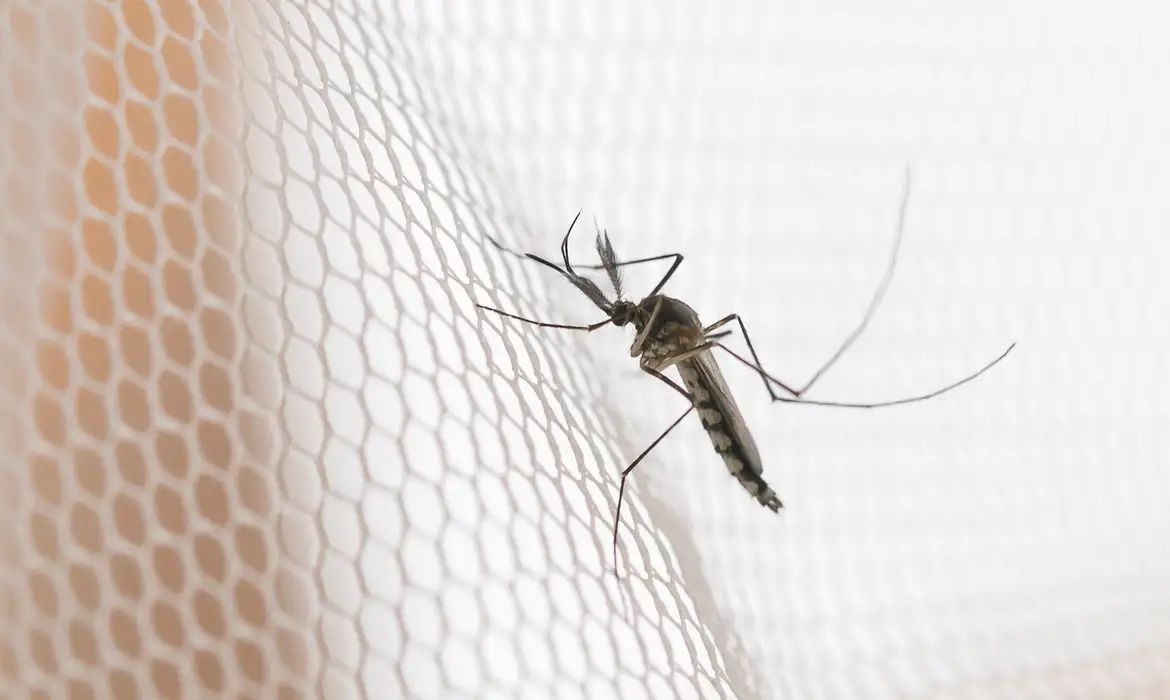 Cidades do noroeste de SP têm maior incidência de casos de dengue